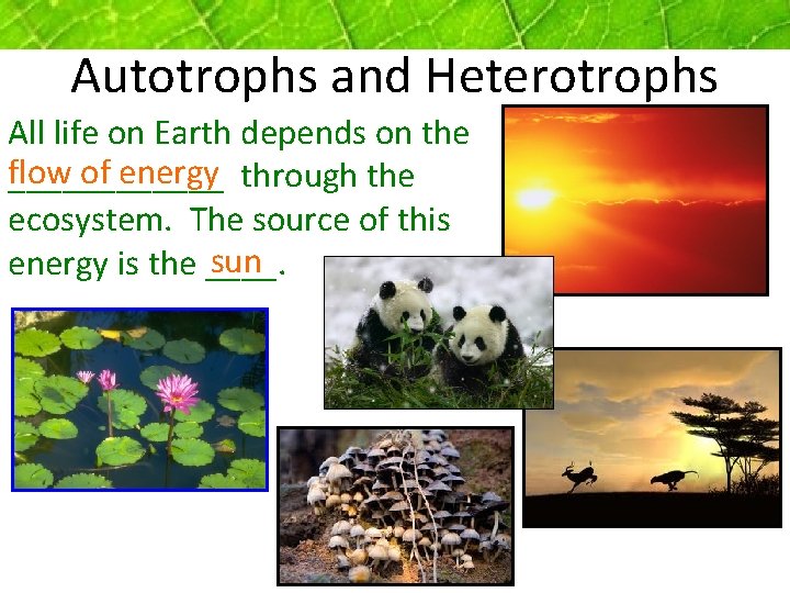 Autotrophs and Heterotrophs All life on Earth depends on the flow of energy ______
