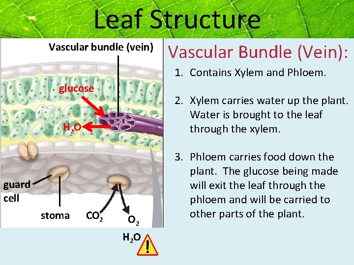 Leaf Structure Vascular bundle (vein) Vascular Bundle (Vein): 1. Contains Xylem and Phloem. glucose