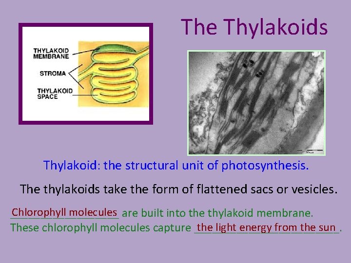 The Thylakoids Thylakoid: the structural unit of photosynthesis. The thylakoids take the form of