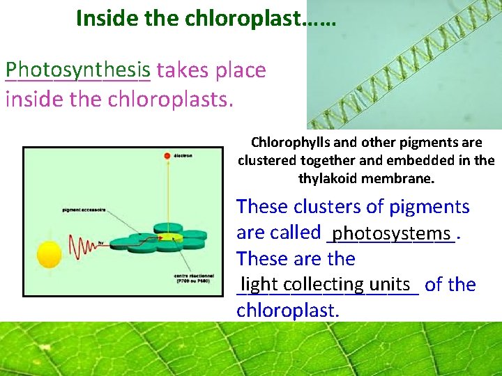 Inside the chloroplast…… Photosynthesis ______ takes place inside the chloroplasts. Chlorophylls and other pigments