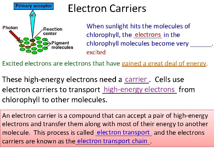 Electron Carriers When sunlight hits the molecules of electrons chlorophyll, the ____ in the