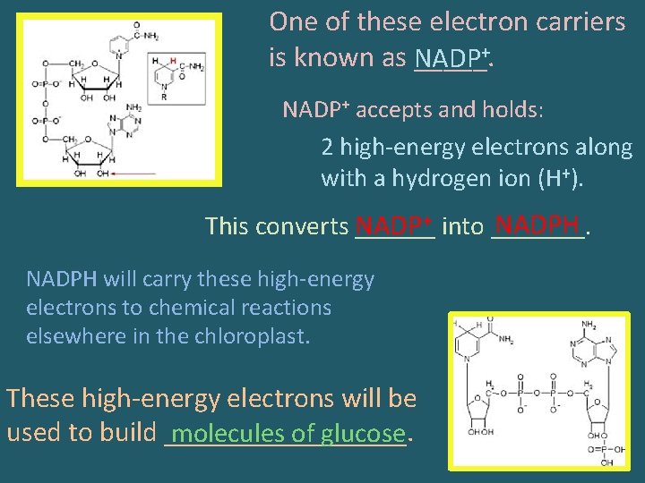 One of these electron carriers is known as _____. NADP+ accepts and holds: 2