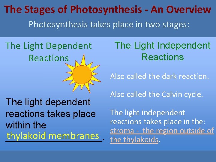 The Stages of Photosynthesis - An Overview Photosynthesis takes place in two stages: The