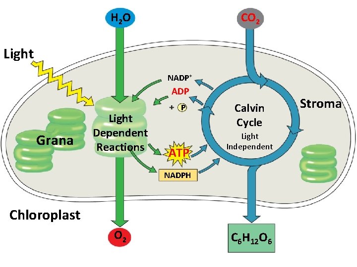 H 2 O CO 2 Light NADP+ ADP Grana Light Dependent Reactions P ATP