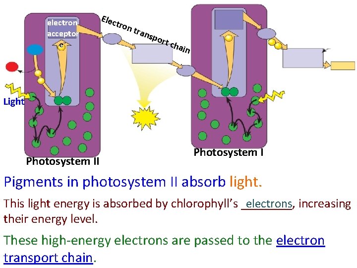 electron acceptor e− Elec tron tran spo r t ch ain Light Photosystem II