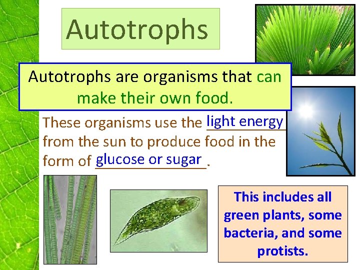 Autotrophs are organisms that can make their own food. light energy These organisms use