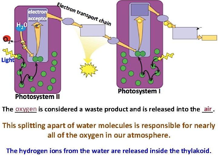 oxygen is considered a waste product and is released into the ___. air The