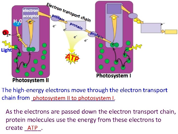 pro e− tein e− ATP The high-energy electrons move through the electron transport chain