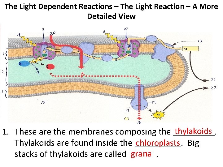 The Light Dependent Reactions – The Light Reaction – A More Detailed View thylakoids