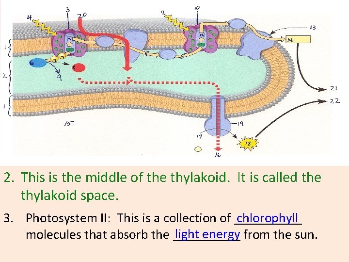 2. This is the middle of the thylakoid. It is called the thylakoid space.