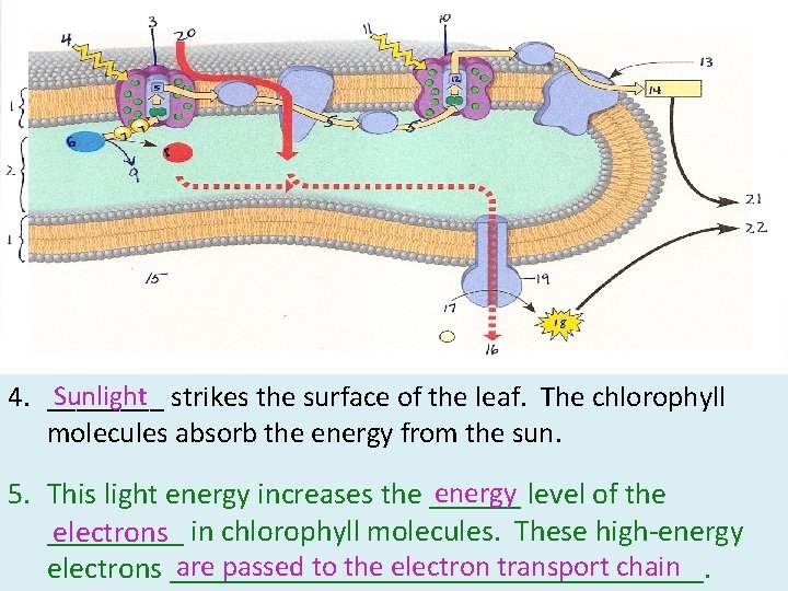 Sunlight 4. ____ strikes the surface of the leaf. The chlorophyll molecules absorb the