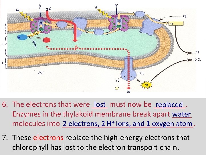 6. The electrons that were ____ must now be ____. lost replaced water Enzymes