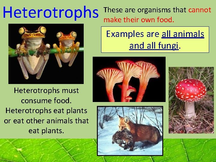 Heterotrophs These are organisms that cannot make their own food. Examples are all animals