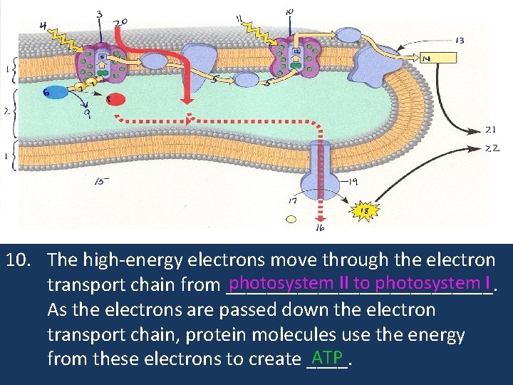 10. The high-energy electrons move through the electron photosystem II to photosystem I transport
