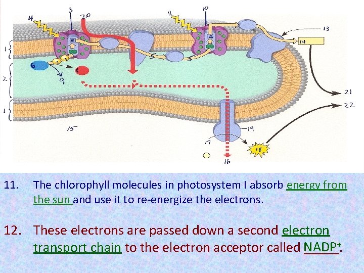 11. The chlorophyll molecules in photosystem I absorb energy from the sun and use