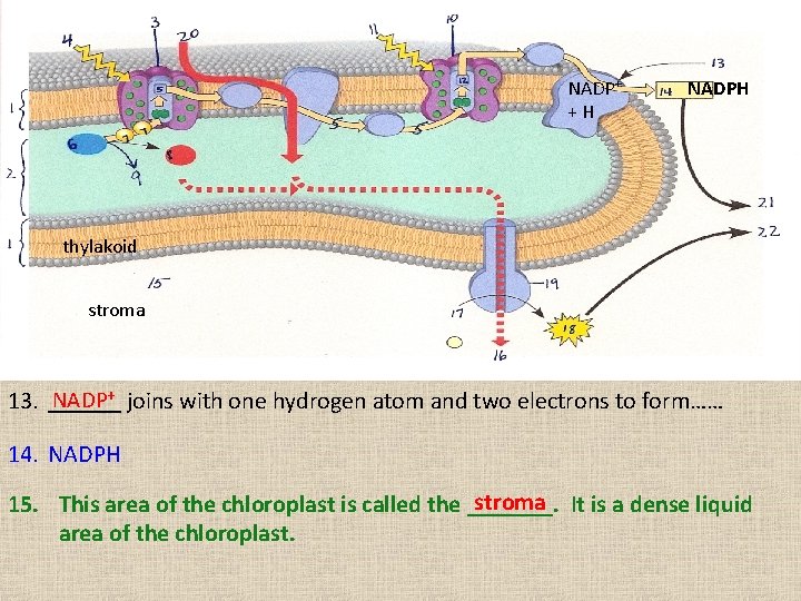 NADP+ + H NADPH thylakoid stroma NADP+ 13. ______ joins with one hydrogen atom