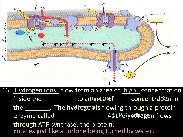 H+ H+ H+ 16. _______ flow from an area of _____ concentration Hydrogen ions