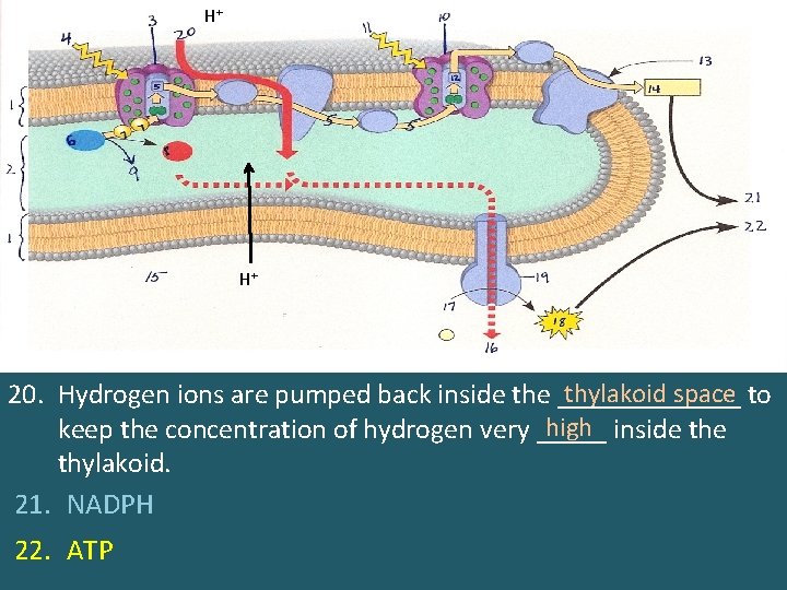 H+ H+ thylakoid space 20. Hydrogen ions are pumped back inside the _______ to