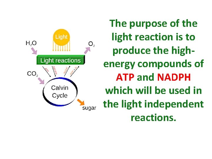 The purpose of the light reaction is to produce the highenergy compounds of ATP