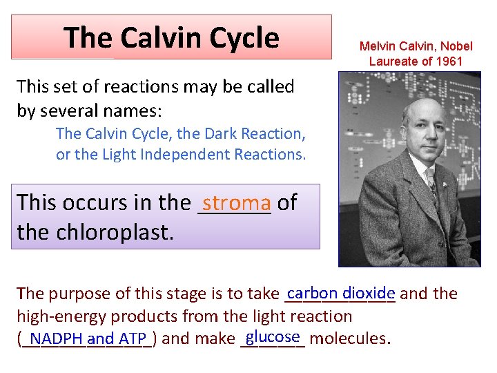 The Calvin Cycle Melvin Calvin, Nobel Laureate of 1961 This set of reactions may