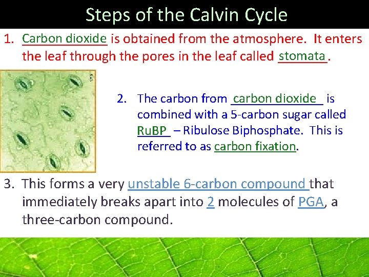  Steps of the Calvin Cycle Carbon dioxide 1. ______ is obtained from the