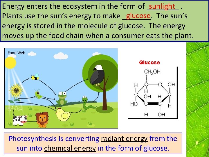 Energy enters the ecosystem in the form of ____. sunlight glucose Plants use the