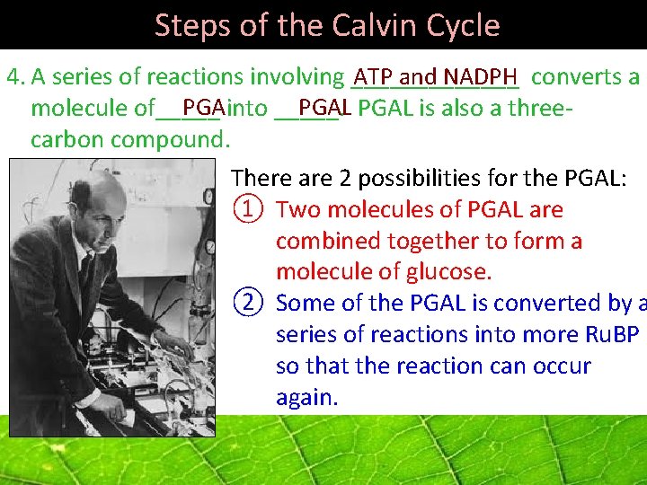  Steps of the Calvin Cycle ATP and NADPH 4. A series of reactions