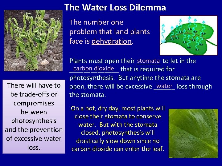 The Water Loss Dilemma The number one problem that land plants face is dehydration.