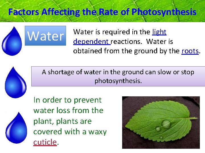 Factors Affecting the Rate of Photosynthesis Water is required in the light dependent reactions.