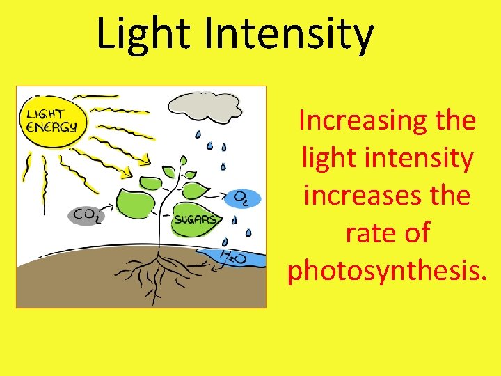 Light Intensity Increasing the light intensity increases the rate of photosynthesis. 