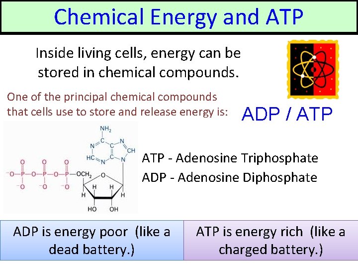 Chemical Energy and ATP Inside living cells, energy can be stored in chemical compounds.