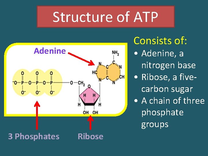 Structure of ATP Consists of: Adenine 3 Phosphates • Adenine, a nitrogen base •