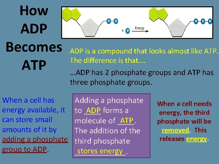 How ADP Becomes ATP When a cell has energy available, it can store small