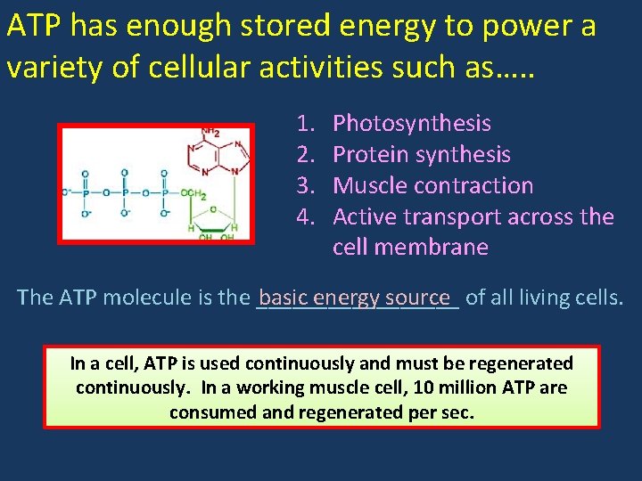 ATP has enough stored energy to power a variety of cellular activities such as….