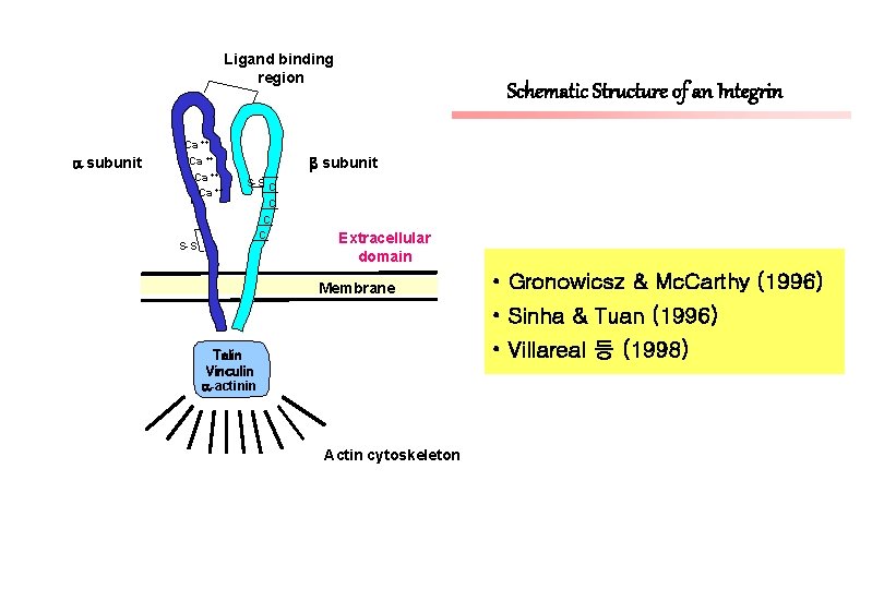 Ligand binding region subunit Ca ++ S-S Schematic Structure of an Integrin subunit S-S