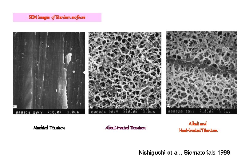 SEM images of titanium surfaces Machied Titanium Alkali-treated Titanium Alkali and Heat-treated Titanium Nishiguchi