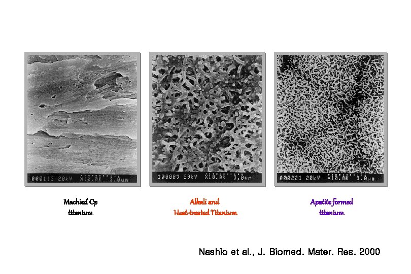 Machied Cp titanium Alkali and Heat-treated Titanium Apatite formed titanium Nashio et al. ,