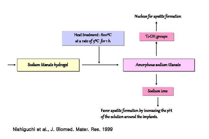 Nucleus for apatite formation Heat treatment : 600⁰C at a rate of 5⁰C for