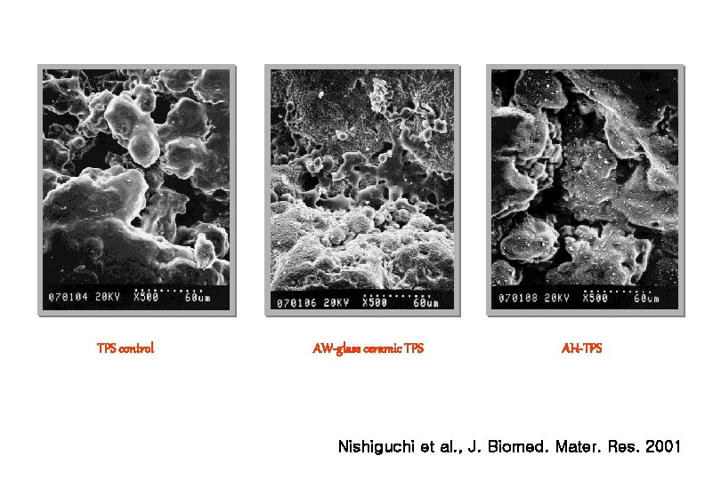 TPS control AW-glass ceramic TPS AH-TPS Nishiguchi et al. , J. Biomed. Mater. Res.