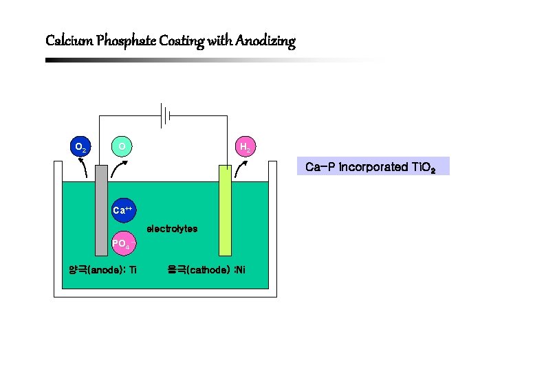 Calcium Phosphate Coating with Anodizing O 2 O H 2 Ca-P incorporated Ti. O