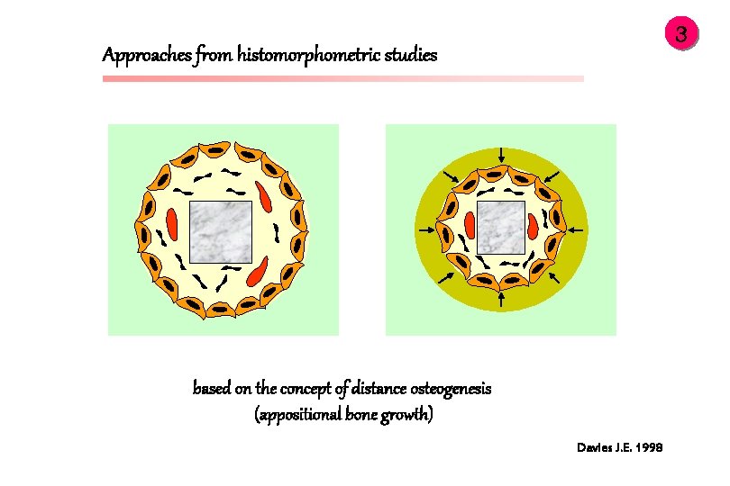 3 Approaches from histomorphometric studies based on the concept of distance osteogenesis (appositional bone