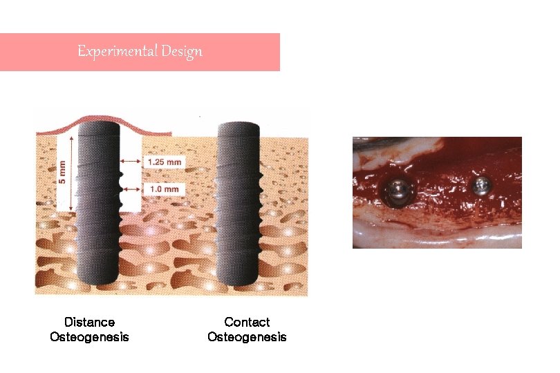 Experimental Design Distance Osteogenesis Contact Osteogenesis 