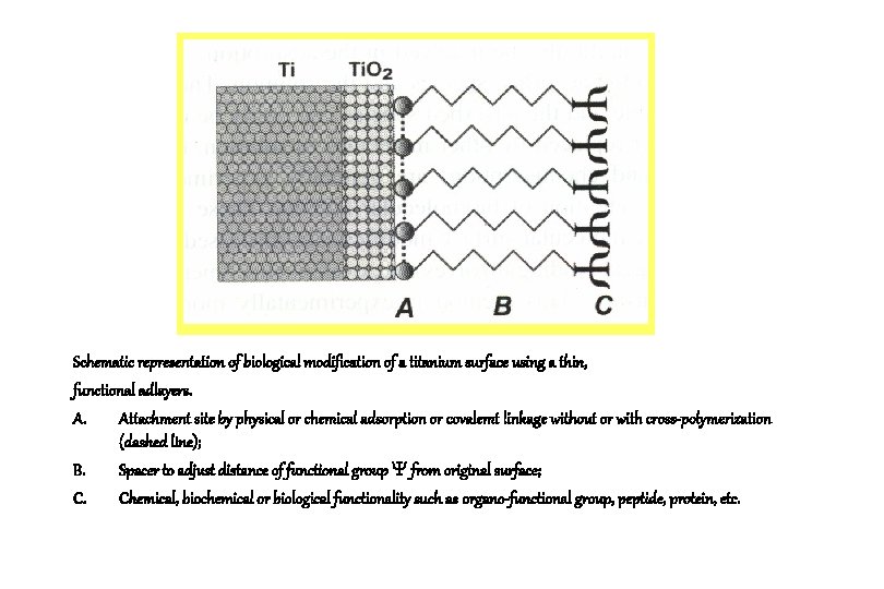 Schematic representation of biological modification of a titanium surface using a thin, functional adlayers.