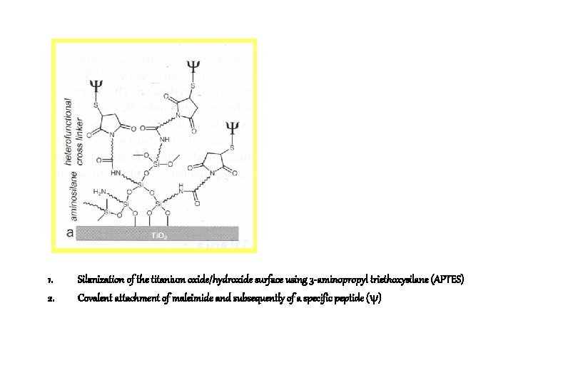 1. 2. Silanization of the titanium oxide/hydroxide surface using 3 -aminopropyl triethoxysilane (APTES) Covalent