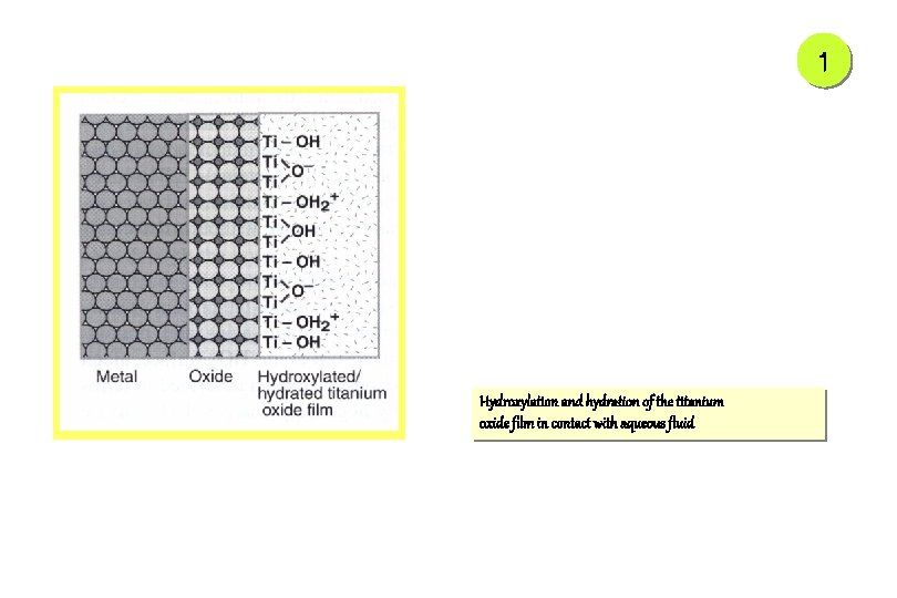 1 Hydroxylation and hydration of the titanium oxide film in contact with aqueous fluid