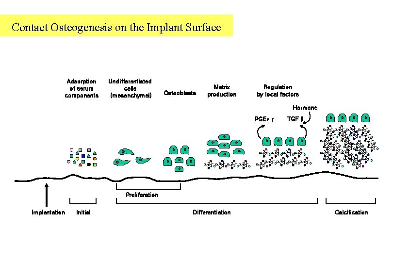 Contact Osteogenesis on the Implant Surface Adsorption of serum components Undifferentiated cells (mesenchymal) Osteoblasts