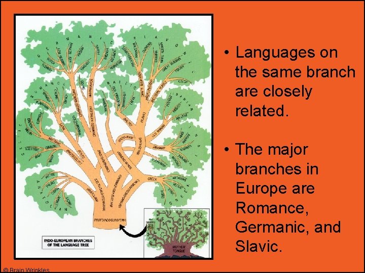  • Languages on the same branch are closely related. • The major branches