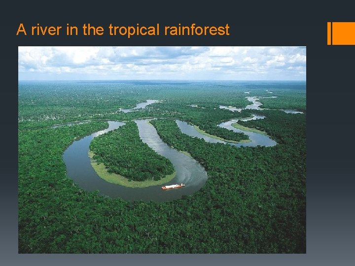 A river in the tropical rainforest 