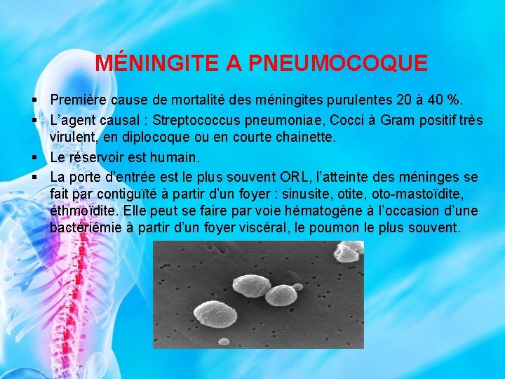 MÉNINGITE A PNEUMOCOQUE § Première cause de mortalité des méningites purulentes 20 à 40