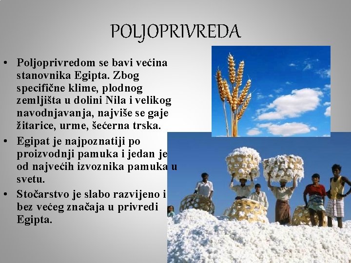 POLJOPRIVREDA • Poljoprivredom se bavi većina stanovnika Egipta. Zbog specifične klime, plodnog zemljišta u